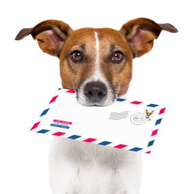 dog holding mail in his mouth