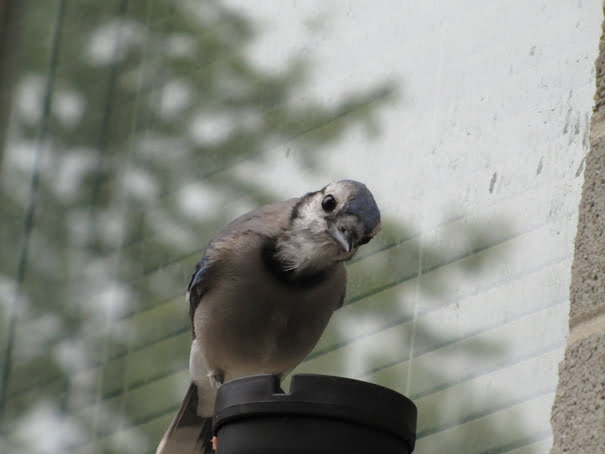 Blue Jay