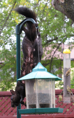 Squirrel on bird feeder