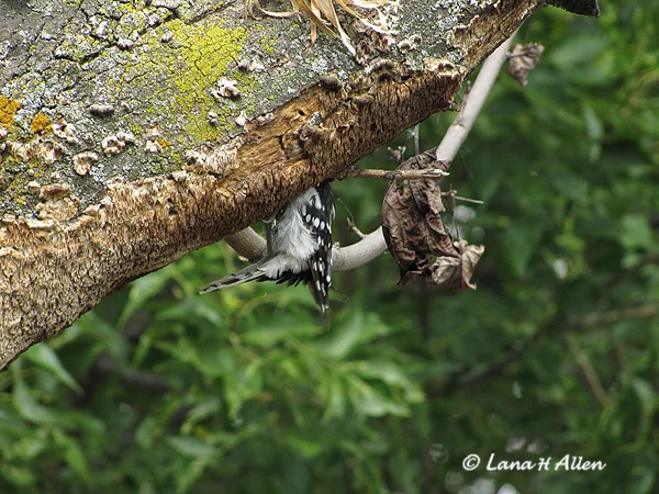 Woodpecker Building a Nest