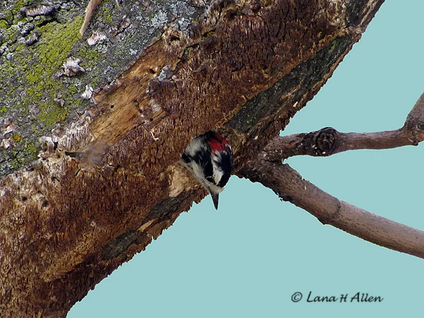 Woodpecker in His Nest