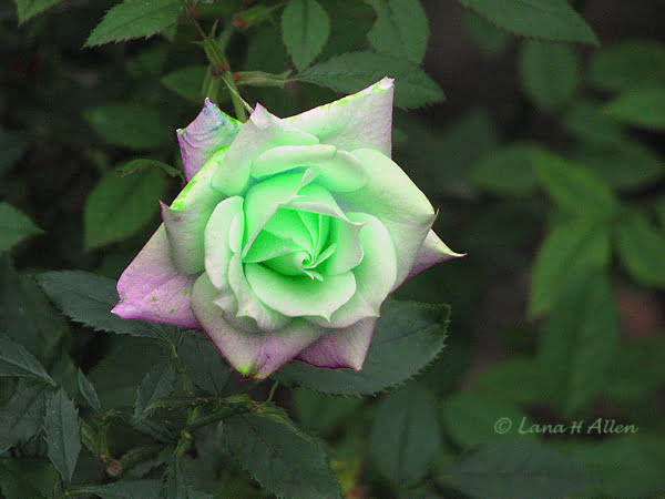 Green Rose