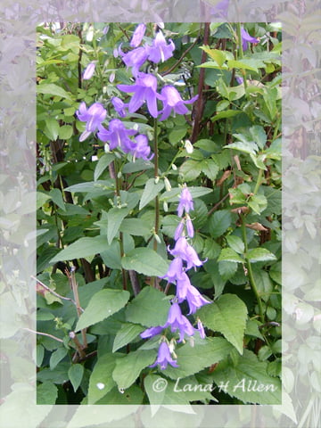 Purple flowers