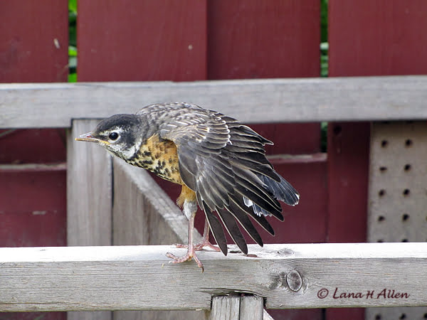 Young Robin Wings Spread
