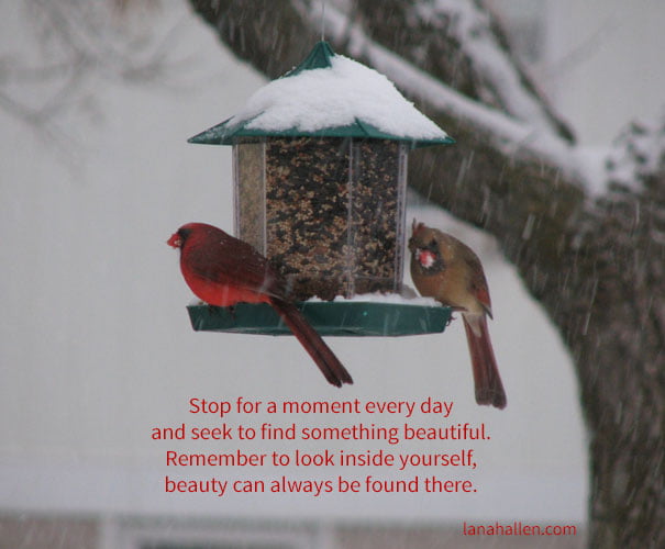 Male and female cardinal on bird feeder in the snow