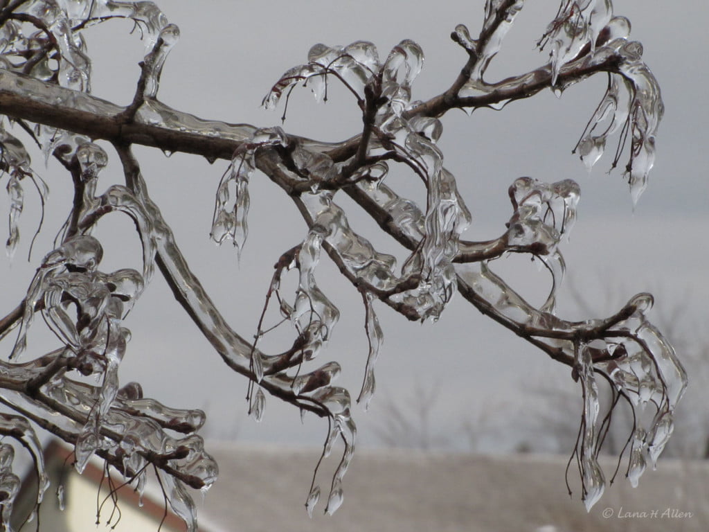 Ice Branches