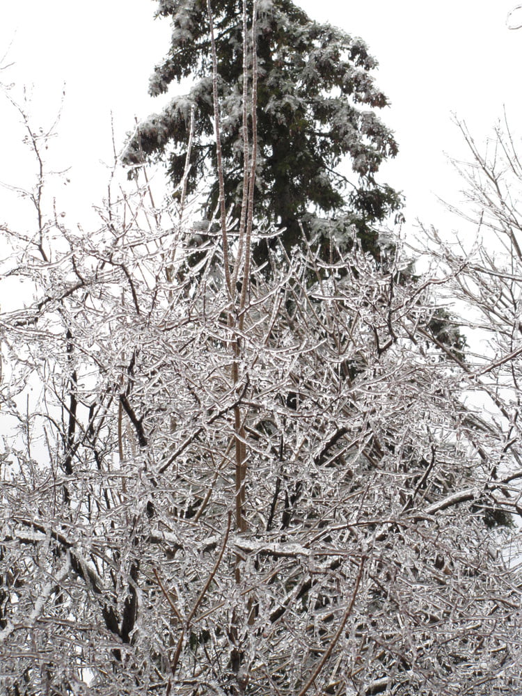 Ice branches and Evergreen