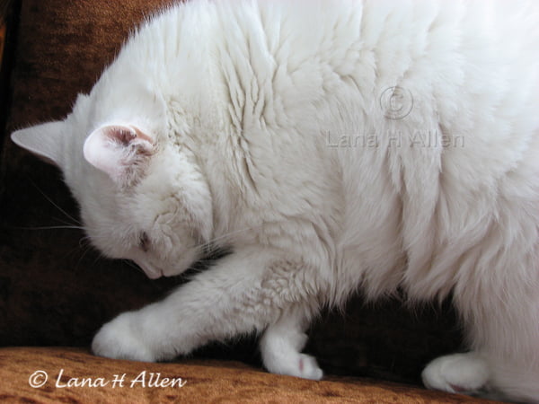 Jasmine the cat doing ballet?